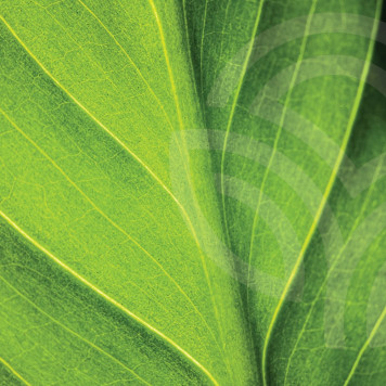 Liquid Chlorophyll NSP NSP-model 1580 | Billede nr. 1