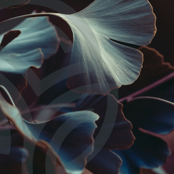 Ginkgo & Hawthorn NSP NSP-model 909 | Billede nr. 1